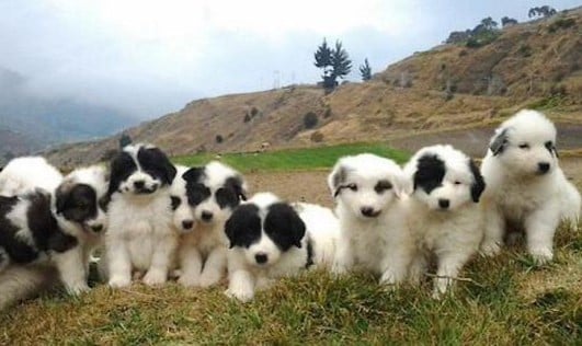 PERRO MUCUCHIES
